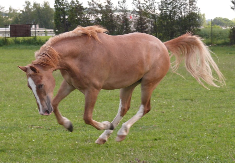 Merlin00